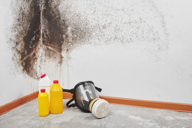 Best Residential Mold Remediation in Vian, OK