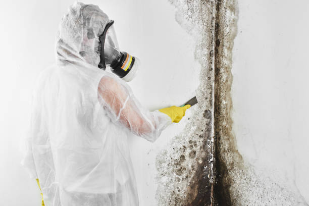 Best Commercial Mold Remediation in Vian, OK