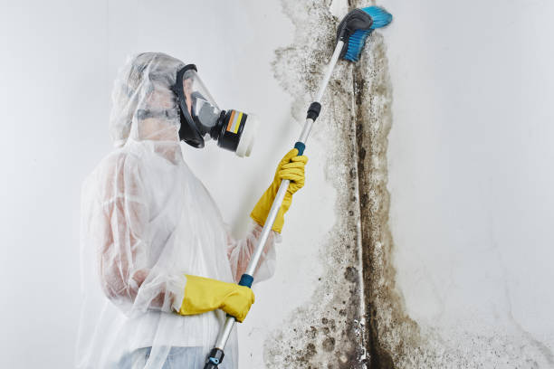 Best Attic Mold Remediation in Vian, OK