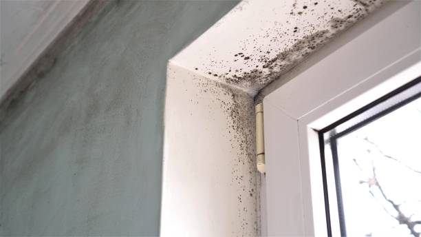 Best Emergency Mold Remediation in Vian, OK