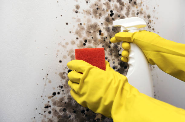 Best Commercial Mold Remediation in Vian, OK
