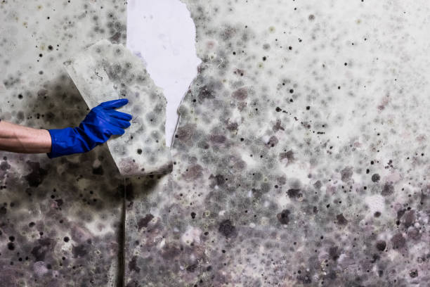Best Preventive Mold Services in Vian, OK
