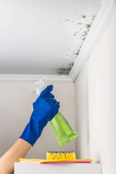 Best Mold Remediation for Schools in Vian, OK